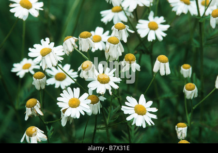 geruchlos Mutterkraut (Tanacetum Corymbosum) blühen Stockfoto