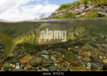 Chum Salmon Oncorhynchus Keta Alaska Juneau geteilte Ebenen oben und unten über unter Stockfoto