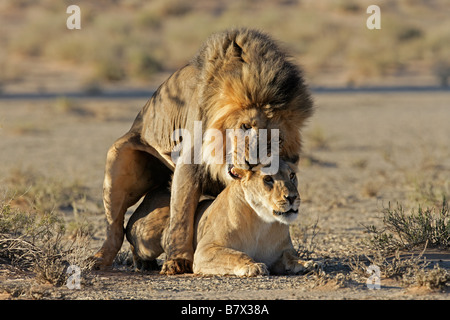 Ein paar der afrikanischen Löwen (Panthera Leo) Paaren, Kgalagadi Transfrontier Park, Südafrika Stockfoto