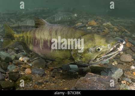 Chum Salmon Oncorhynchus Keta Alaska Juneau Stockfoto