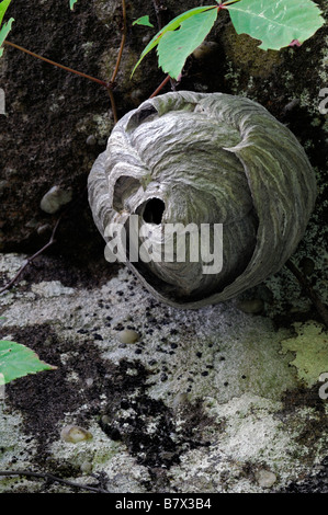 perfekt geformte kahlen weißen konfrontiert Hornissen Wespen nest Dolichovespula Maculata Eingang Loch Felsbrocken Stockfoto