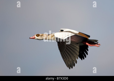 Ägyptische Gans Alopochen aegyptiaca Stockfoto