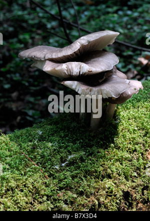 drei Agaricus Pilz Cluster wachsende Gorw Moos Abdeckung bedeckt Log gefallenen Baumstamm essbare Pilze Stockfoto