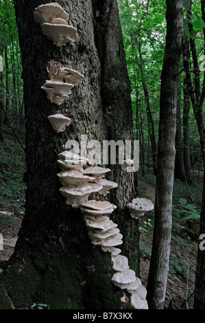 weiße Halterung Regal Pilz Pilze Fruchtkörper aufwachsen entlang Baumstamm Basidiomycota schließen planar Gruppierung ganoderma Stockfoto