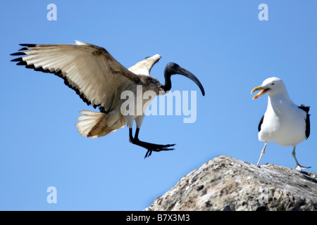 Sacred Ibis und Seetang Möwe kämpfen um Landerechte Stockfoto