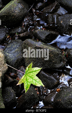 einzelne eine grüne gefallenen Ahornblatt auf nassen Felsen ausgetrocknetes Flussbett Stream Creek Herbst Herbst Stockfoto