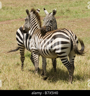 Zebras verflochten auf den Ebenen der Masai Mara in Kenia Stockfoto