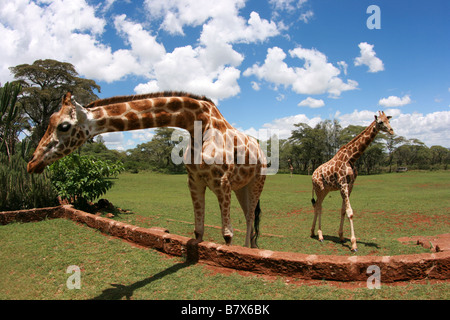 Rothschild-Giraffe, Giraffe Giraffa Rothschildi Giraffidae, Fell, Haare, Huftier, Säugetier, Hörner, Langhals, Savana, Afrika, Stockfoto