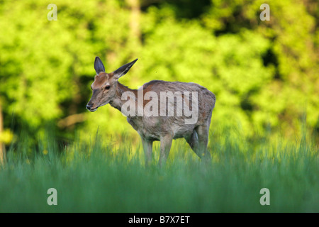 Hirsche, Wiederkäuer Säugetiere, Cervidae, Animalia, Chordata, Mammalia, Paarhufer, Ruminantia, Europa, Asien, Nordamerika, Holz Stockfoto