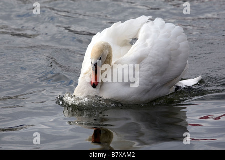 territoriale Höckerschwan Stockfoto