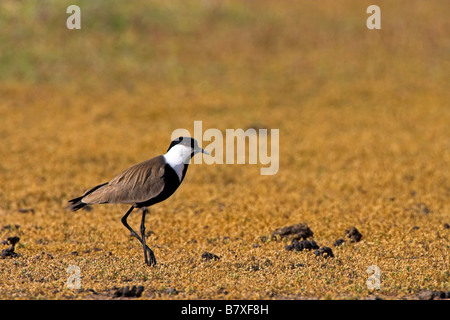 Sporn-winged Plover (Vanellus Spinosus, Hoplopterus Spinosus), auf Wiese, Griechenland, Lesbos Stockfoto