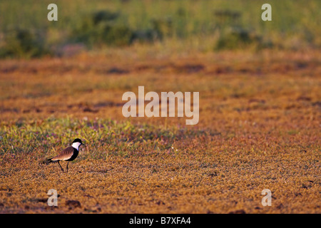 Sporn-winged Plover (Vanellus Spinosus, Hoplopterus Spinosus), auf Wiese, Griechenland, Lesbos Stockfoto