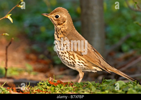 Singdrossel (Turdus Philomelos), Boden im Wald, Deutschland, Baden-Württemberg Stockfoto