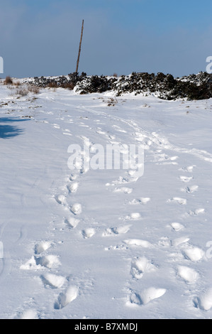 Der alte Holzstab ein Marker für Moorland Reisende im Schnee auf dem Longshaw Anwesen in Derbyshire "Great Britain" Stockfoto