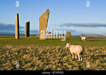 dh SCHAFZUCHT ORKNEY Rams neolithische stehende Steine von Stenness Stockfoto