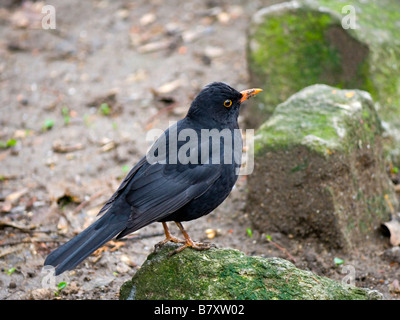 Starling auf einem Stein sitzend Stockfoto