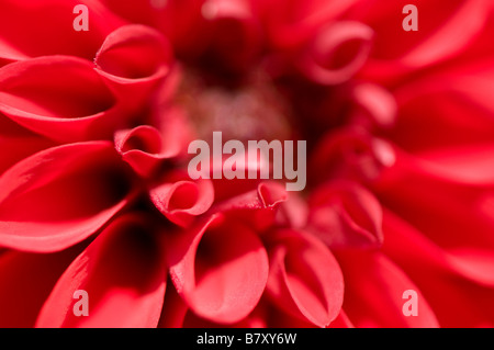 Abstrakt rot Dahlie Blüte hautnah Stockfoto
