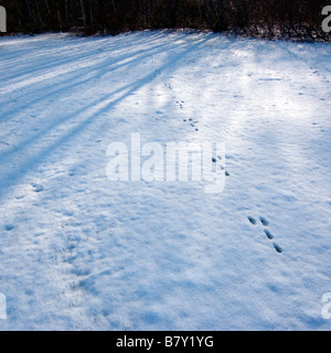 Kaninchen-Fußspuren im Schnee Stockfoto