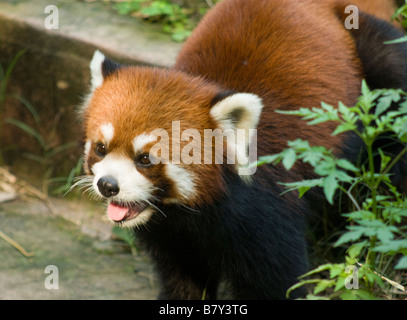 Ein roter Panda in der Chengdu Panda Breeding und Forschungszentrum, Sichuan, China Stockfoto