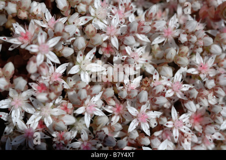 Englische Fetthenne Sedum Anglicum Pembrokeshire Wales UK Europe Stockfoto