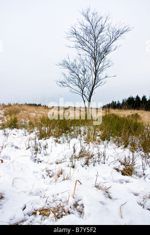 verschneite Szene im Wald von Bowland, Stockfoto