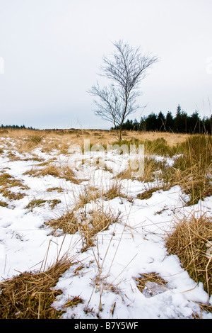 verschneite Szene im Wald von Bowland, Stockfoto