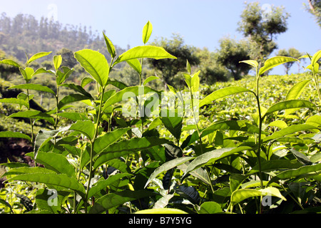 Tee-Plantage in den Bergen in der Nähe von Ooty Tamil Nadu, Indien Stockfoto