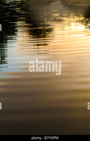 Ein Teich in Wentworth Golf Club Estate mit Enten und Schwäne auf sie bei Einbruch der Dämmerung. Stockfoto