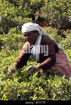 Teepflückerinnen bei der Arbeit in den Bergen in der Nähe von Ooty Tamil Nadu, Indien Stockfoto