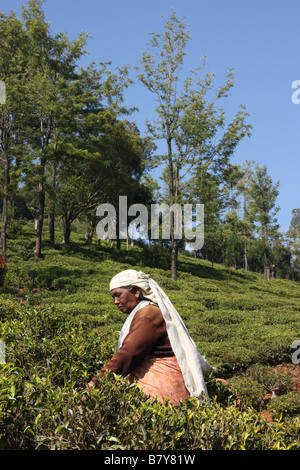 Teepflückerinnen bei der Arbeit in der Nähe von Ooty Tamil Nadu, Indien Stockfoto