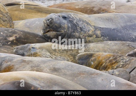 Elefantenrobben, Seelöweninsel, Falklandinseln Stockfoto