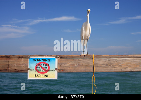 Ein Weißer Reiher auf Sanibel Island, Florida neben "keiner der Vögel füttern" zu unterzeichnen. Stockfoto