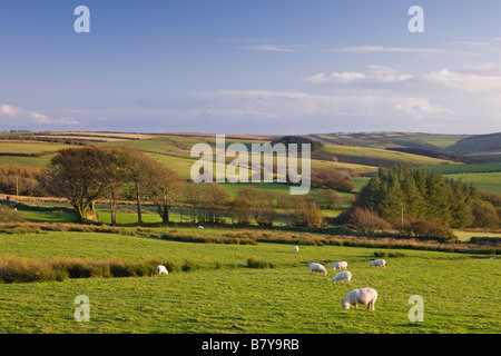 Herbstliche Hügellandschaft in der Nähe von Simonsbath Exmoor Nationalpark Somerset England Stockfoto