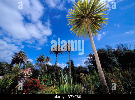 Garten der Abtei von Augustus Smith 1834 tresco Scilly-inseln cornwall England uk gegründet. Stockfoto