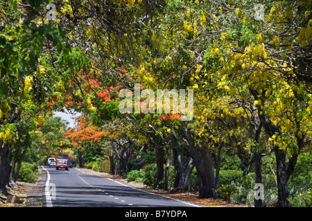 Baum-Allee mit extravaganten Royal Poinciana und Lamburnum Bäume mit gelben Blumen Mauritius Afrika Stockfoto