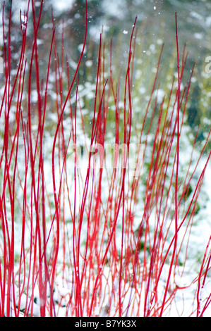 Cornus Alba Sibirica in einem Schneedusche Stockfoto