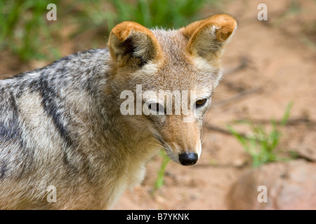 Schwarz unterstützt Schakal Game Park in Südafrika Stockfoto