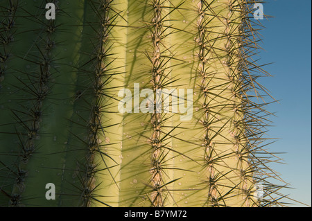 Saguaro Kaktus (Carnegiea Gigantea) Cabeza Prieta Mountains, Süd-Arizona, dawn Stockfoto