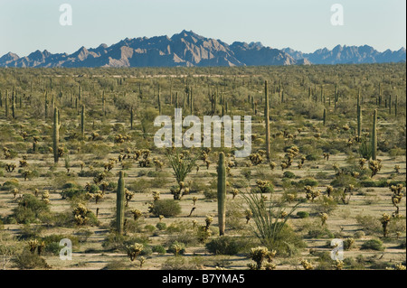 Sonora-Wüste, Tinajas Altas Berge, Barry Goldwater Luft Kraftbereich, Arizona Stockfoto