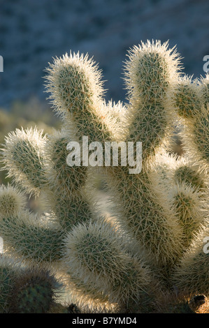 Teddy Bear Cholla Cactus (Cylindropuntia Bigelovii) Tinajas Altas Berge, Barry Goldwater Air Force Range, Arizona Stockfoto