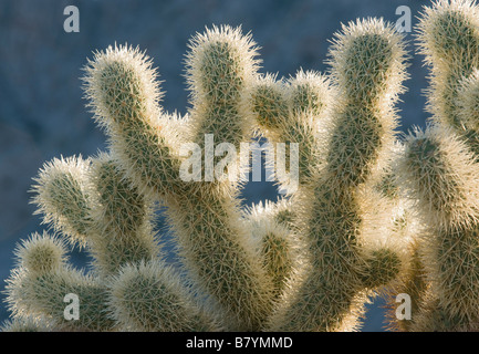 Teddy Bear Cholla Cactus (Cylindropuntia Bigelovii) Tinajas Altas Berge, Barry Goldwater Air Force Range, Arizona Stockfoto