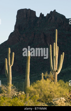 Saguaro Kaktus (Carnegiea Gigantea) Alamo Canyon, Organ Pipe National Monument, Arizona Stockfoto