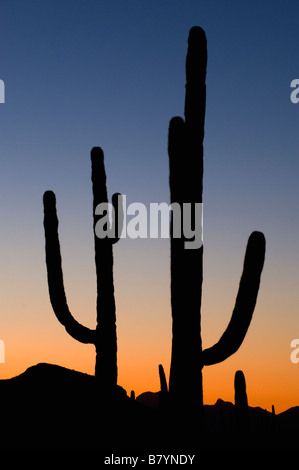 Saguaro Kaktus Carnegiea Gigantea Sonnenuntergang Organ Pipe National Monument Arizona Stockfoto