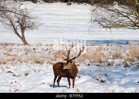 Hirsche im Schnee Richmond Park, London Stockfoto