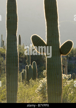 Saguaro-Kaktus (Carnegiea Gigantea) bei Sonnenaufgang, Organ Pipe National Monument, Arizona Stockfoto