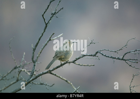 Kurve-billed Thrasher (Toxostoma Curvirostre) Organ Pipe National Monument, Arizona Stockfoto