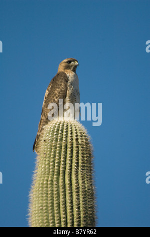 Rot - angebundener Falke (Buteo Jamaicensis) auf Saguaro Kaktus, Organ Pipe National Monument, ARIZONA Stockfoto