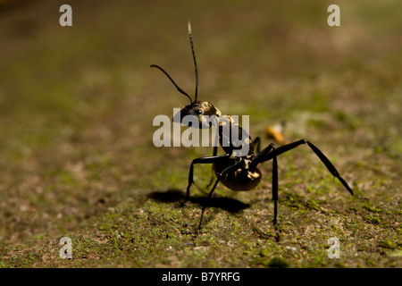 Goldene Rossameise (Camponotus Sericeiventris) Arbeiter in Rincon De La Vieja Parque Nacional, Costa Rica. Stockfoto