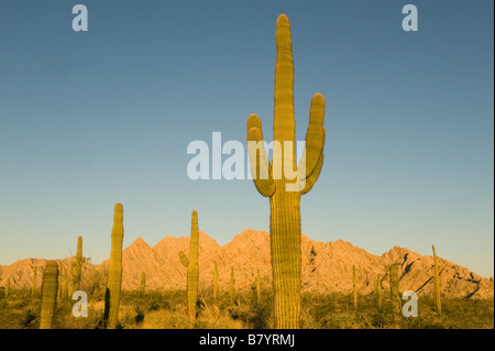 Saguaro Kaktus (Carnegiea Gigantea) Tinajas Altas Berge, Barry Goldwater Air  Force Range, Arizona Stockfotografie - Alamy
