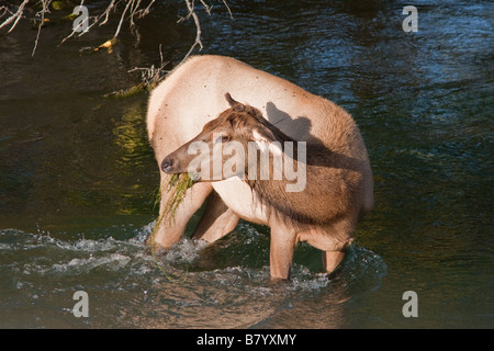 Weibliche Elche Essen Grass im Fluss Stockfoto